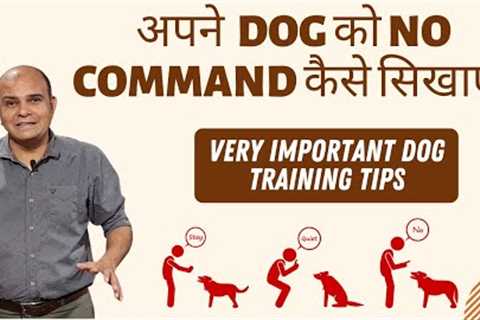 How to Teach ''NO Command'' to your Dog | Exclusive Dog Training Tips | Baadal Bhandaari