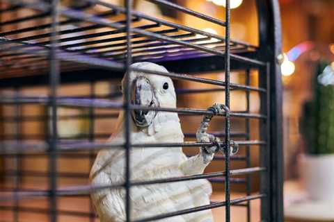 10 Best Bird Cage Covers: Your Bird Cage Accessory Buying Guide