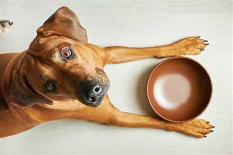 The 8 Best Dog Foods – 2023