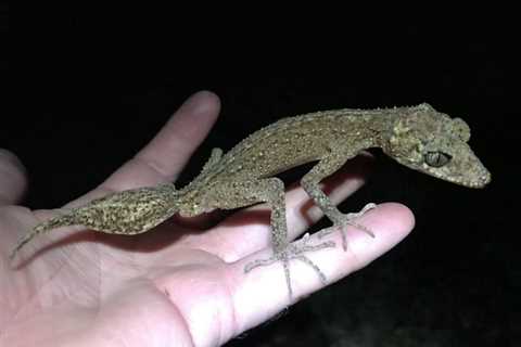 New Leaf-tailed Gecko Species Discovered in Australia