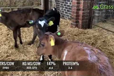 Organic Dairy Calves - UK