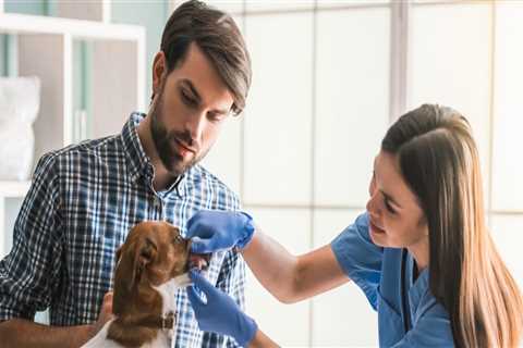 How Often Should You Take Your Pet to the Vet? A Guide to Pet Care