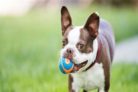 Does Your Pet Need More Mental Stimulation or Enrichment Activities?