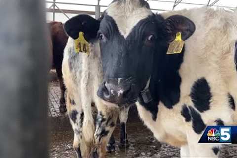 USDA helping out organic dairy farmers