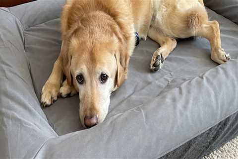 The Ultimate Guide to Choosing the Best Pet Bedding