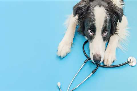 How to Tell if Your Furry Friend is Healthy