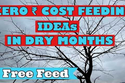 How to reduce the cost of feeding  ?Chicken 🐓 Duck 🦆 Pig 🐖 Goat 🐐  No Cost feed Homestead