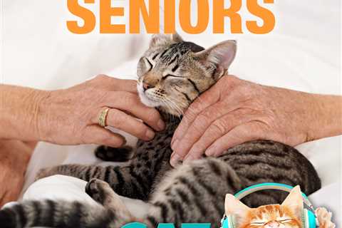 Cats and Seniors