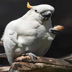Is It Possible to Get My Cockatoo to Eat More Than Soft Food?