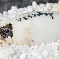 Two Arakan Forest Turtles Hatched At Tennessee Aquarium