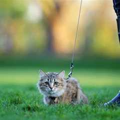 How to Train a Cat on a Leash