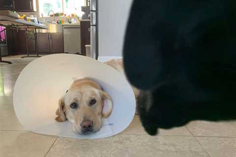 How Long Before I Can Take The Cone Off After Neutering My Dog?