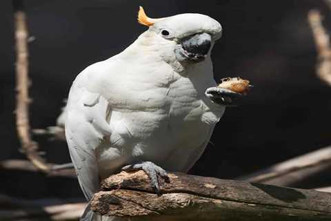 Is It Possible to Get My Cockatoo to Eat More Than Soft Food?