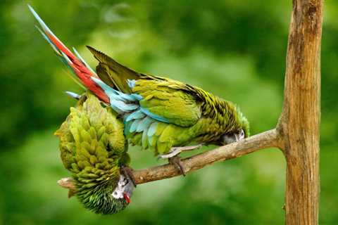 Normal Parrot Behavior