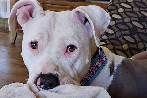 Unloved Pit Bull Was Dumped On Freeway But It Was A Blessing