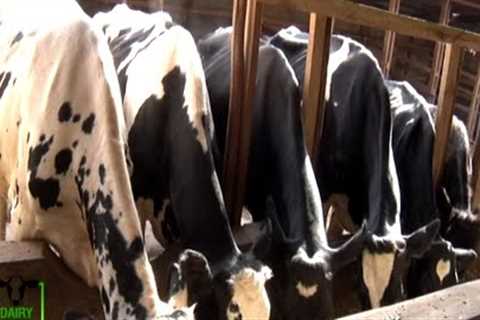 A 12 Year success dairy farming story - Dairy farms