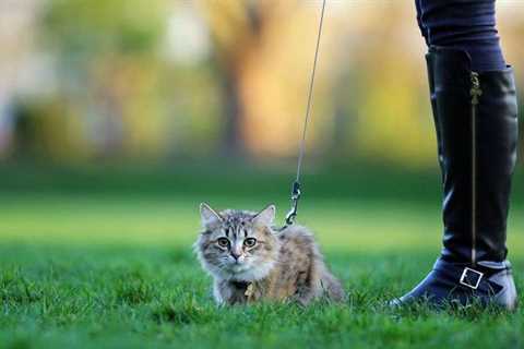 How to Train a Cat on a Leash