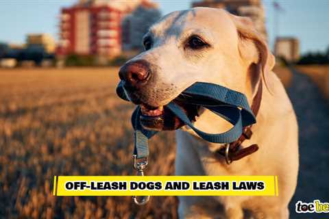 Off the Leash Training For Dogs