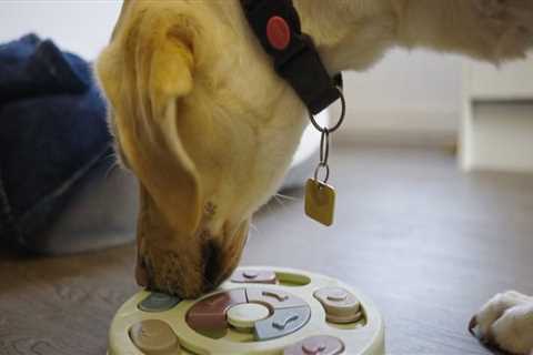 Does Your Pet Need More Mental Stimulation and Enrichment Activities?