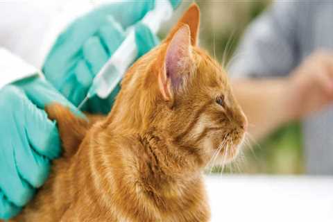 Comprehensive Guide to Pet Care: Vaccinations Your Pet Needs