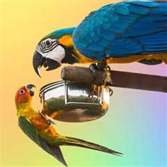 Can Two Species of Pet Birds Be Kept in the Same Birdcage