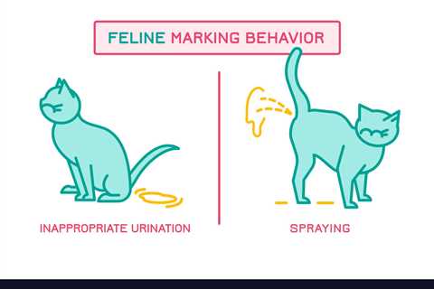 What Are Cats Marking?