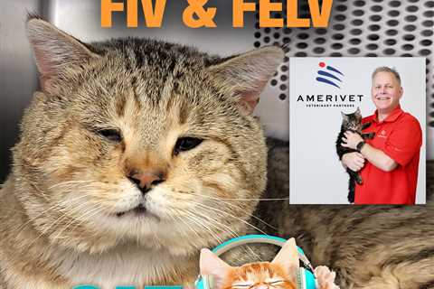 FIV and FeLV