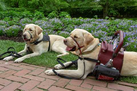 How to Train an Anxiety Service Dog