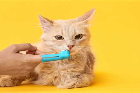 Should You Be Brushing Your Cat's Teeth?