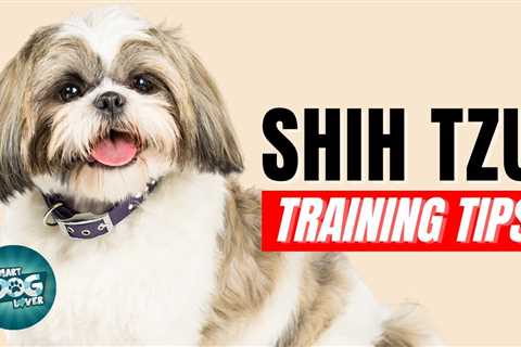 Shih Tzu Training