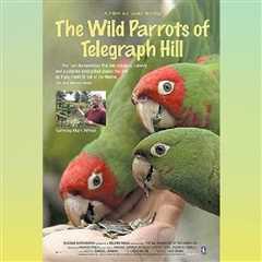 Wild Parrots of Telegraph Hill 2010 Movie Intro