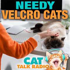 Needy, Velcro Kitties