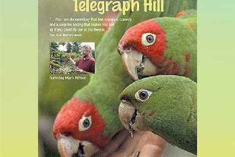 Wild Parrots of Telegraph Hill 2010 Movie Intro