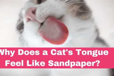 Why Does a Cat’s Tongue Feel Like Sandpaper?