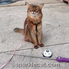 Clicker Training For Your Cat