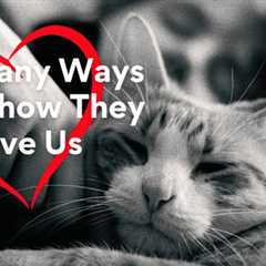 The Many Ways Cats Show They Love Us