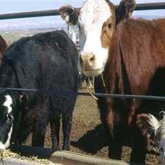 Insurance Considerations for Owning or Leasing an Oklahoma Show Steer