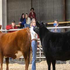 The Benefits of Showing an Oklahoma Show Steer