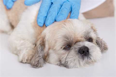 Dog Throwing Up Blood: Causes and What to Do