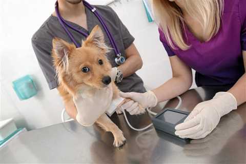 Normal Dog Blood Pressure: What It Is and How to Monitor It