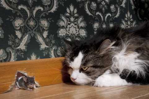 Will the Smell of My Cat Keep Mice Away? The Surprising Answer