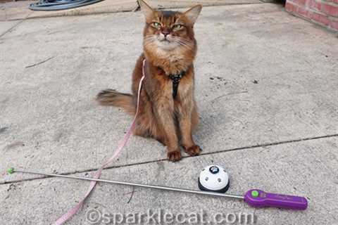 Clicker Training For Your Cat