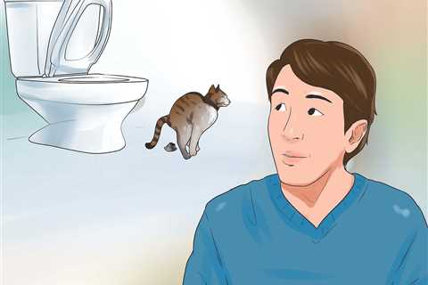 Toilet Training For Cats - How to Make the Process As Painless As Possible