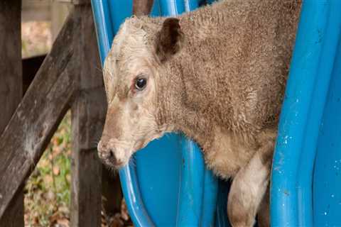 Safety Considerations for Showing Oklahoma Show Steers