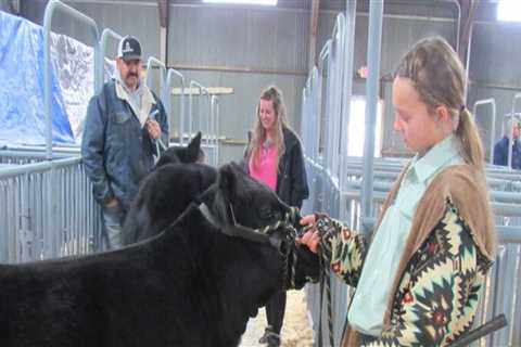 Preparing an Oklahoma Show Steer for Competition: A Guide for Success