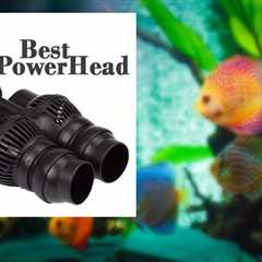 Best Aquarium Powerhead -Reviewed on supper 6 [Flow Can Improve Your Aquarium Environment]