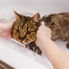 Do I Really Need to Give My Cat a Bath? Health & Hygiene Tips