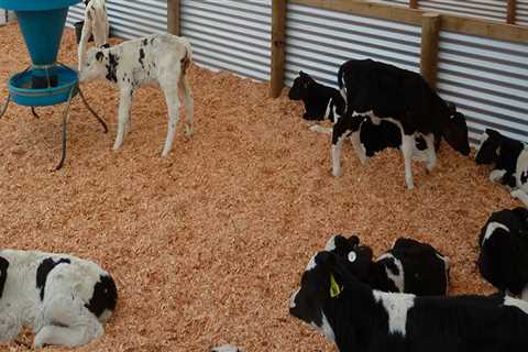 How much space does a calf need in a barn?