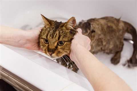 Do I Really Need to Give My Cat a Bath? Health & Hygiene Tips