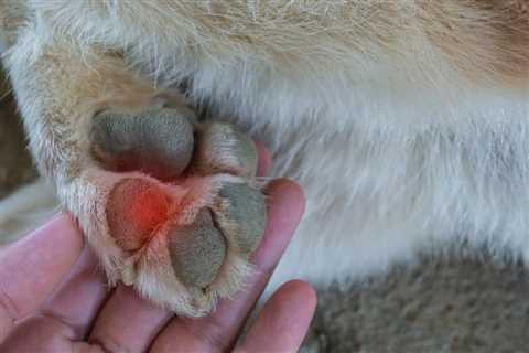 Burned Dog Paws: 7 Tips to Avoid Injuries